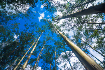 Obraz premium Forest with tall trees in Diyathalawa, Haputale in Sri Lanka