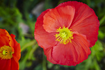 Fototapeta premium MAK