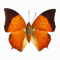 Common Tawny Rajah butterfly