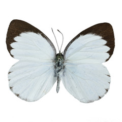 Delias butterfly