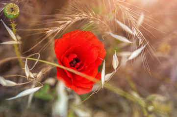 Red poppy and wild grass in the field, small depth of field