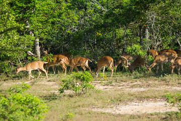 Naklejka na ściany i meble Many spotted deer in Yala wild life sanctuary