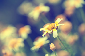 Macro image of daisies, small depth of field.