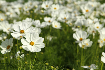 White cosmos flowers