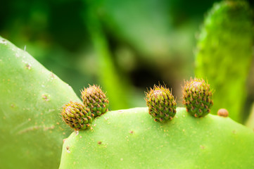 Macro image of wild green cactus