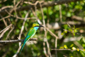 Asian bee eater at Yala national park in Sri Lanka