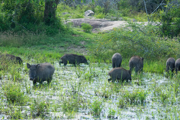 wild boar at Yala national park in Sri Lanka