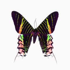 fancy butterfly isolated on white