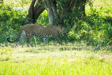 Fototapeta premium Tiger at yala national park in Sri Lanka