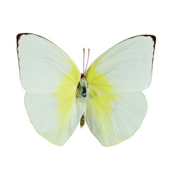 Lemon Emigrant butterfly