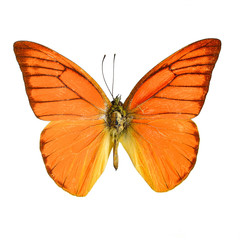 Fototapeta na wymiar Orange Albatross Butterfly