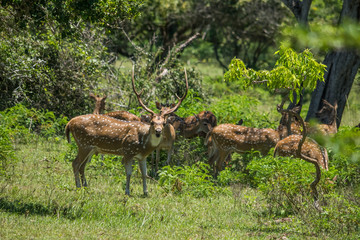 Many spotted deer in Yala wild life sanctuary © eranda