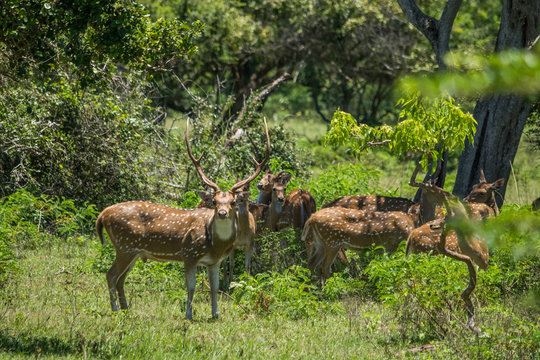 Fototapeta Many spotted deer in Yala wild life sanctuary