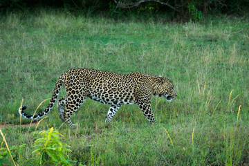 Sri Lankan leopard on hunt at Yala national park in Sri Lanka