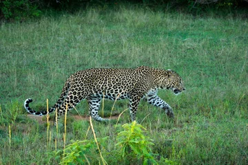 Wandcirkels plexiglas Sri Lankan leopard on hunt at Yala national park in Sri Lanka © eranda