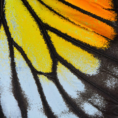 yellow and orange butterfly wing