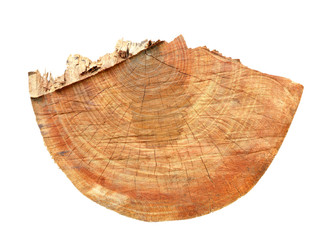 tree stump isolated on white background