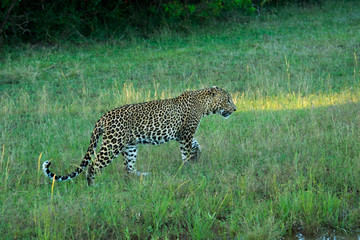 Naklejka premium Sri Lankan leopard on hunt at Yala national park in Sri Lanka
