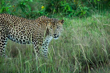Sri Lankan leopard on hunt at Yala national park in Sri Lanka