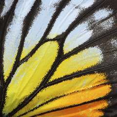 yellow and orange butterfly wing
