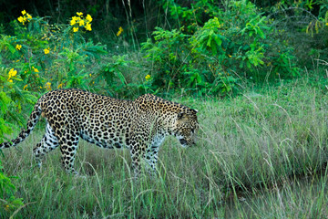Fototapeta na wymiar Sri Lankan leopard on hunt at Yala national park in Sri Lanka