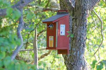 Great tit sitting in painted bird house