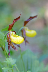 Two plants of yellow Lady's slippers orchids