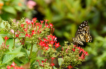Butterfly with red flower