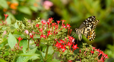 Butterfly with red flower