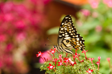 Butterfly with red flower