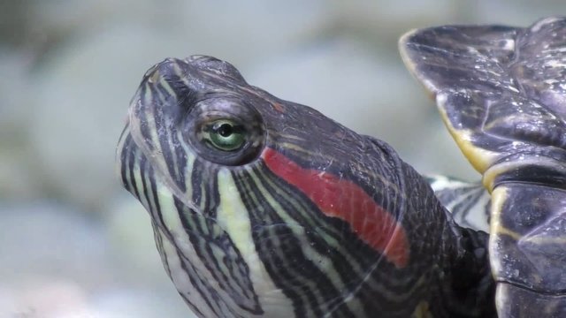 Turtle rests on a hot summer day