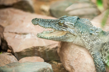 young crocodile