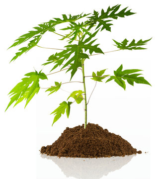 plant de papayer sur motte de terre.