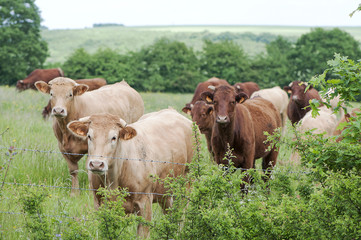 Vaches au pré