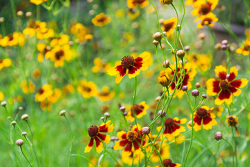 Yellow flower for burry background