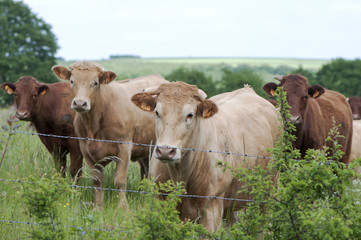 Vaches au pré