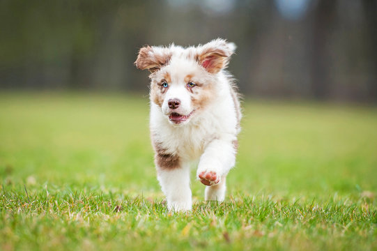 Australian shepherd puppy with different eye color running in summer