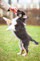 Australian shepherd puppy playing