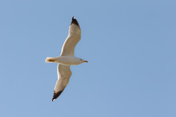 seagull in flight