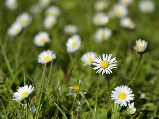 Fototapeta premium Beautiful Daisies in the field. Summer flowers
