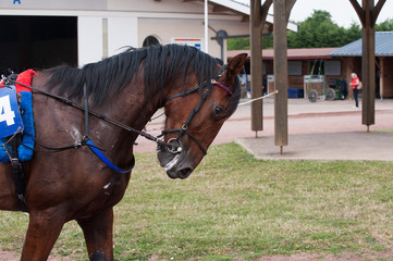 cheval de course © compagnie-17