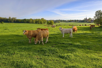 Cows grazing on a green spring meadow