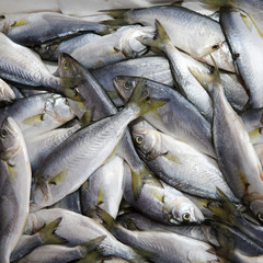 Fish Market in Istanbul. Turkey