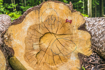 Naklejka premium tronc d'arbre