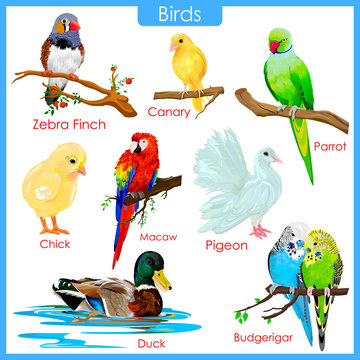 Chart of colorful birds