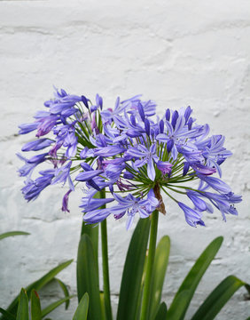 Blooming Agaphantus flower