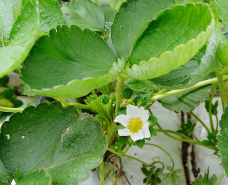 Closeup blooming fresh strawberry in the farm