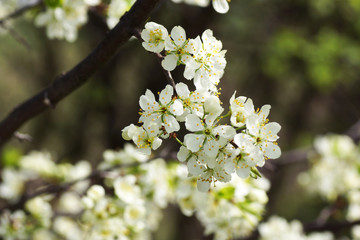 Flowering plum in the garden.