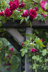 Rose pergola
