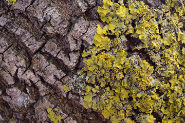 Tree texture